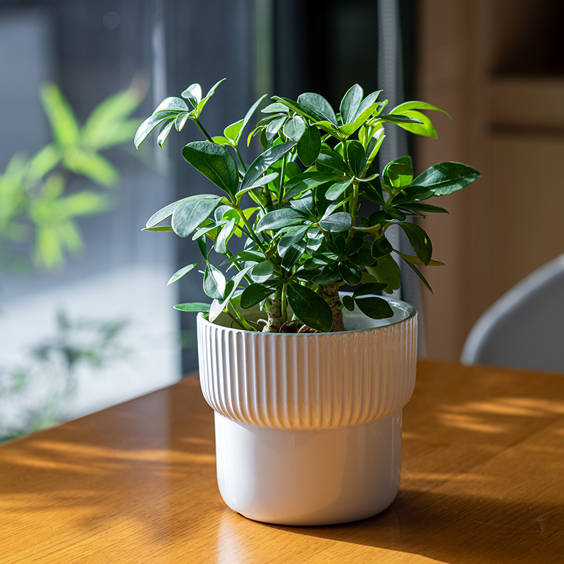 鸭脚木办公室净化空气耐阴好养活