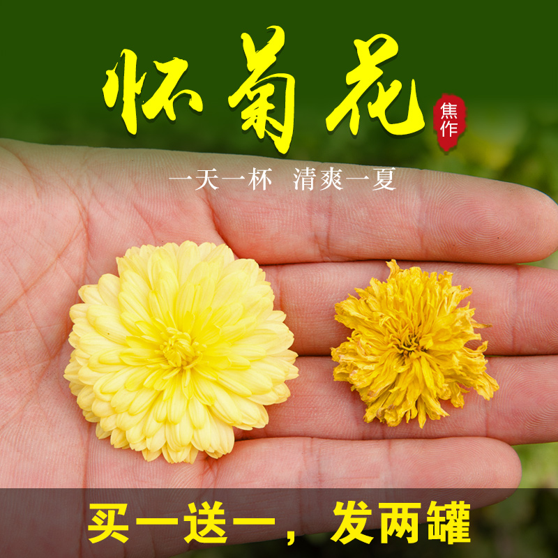 怀菊花茶夏日凉茶焦作特产菊花茶黄菊花茶去火清热