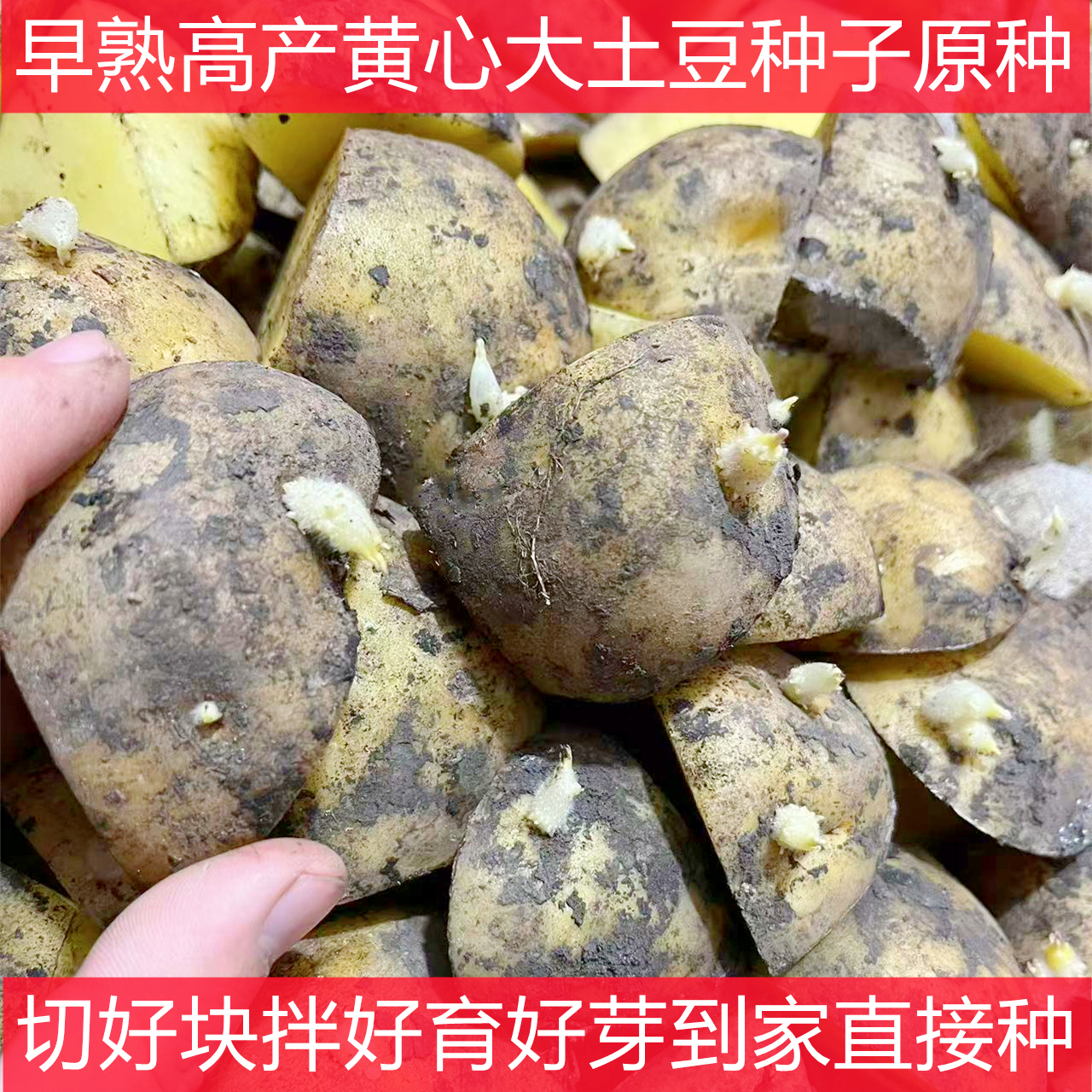 高产脱毒黄心土豆种子
