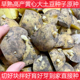 高产脱毒黄心土豆种子早熟大马铃薯春秋季土豆原种带芽洋芋种籽孑