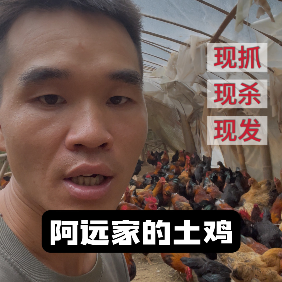 阿远家的土鸡现抓现发土鸡新鲜现杀农家散养土鸡公鸡跑山鸡