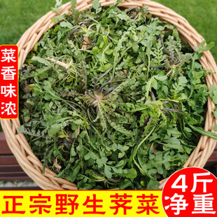 山东小叶花荠荠菜新鲜野生商用野菜包邮地菜馅齐菜现挖芨芨菜芥菜