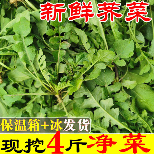 荠荠菜野菜新鲜包邮当季现挖大叶