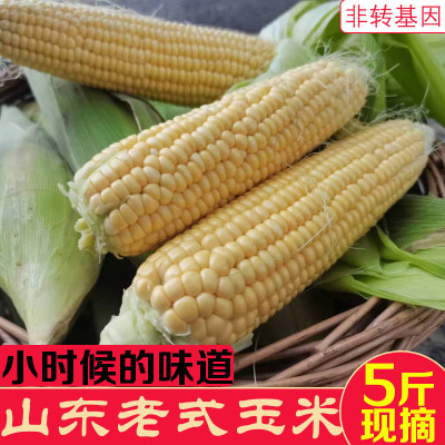 山东传统老玉米新鲜笨玉米棒子