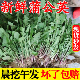蒲公英新鲜4斤现挖 山野菜苦菜婆婆丁花带根东北蘸酱菜嫩叶草 包邮