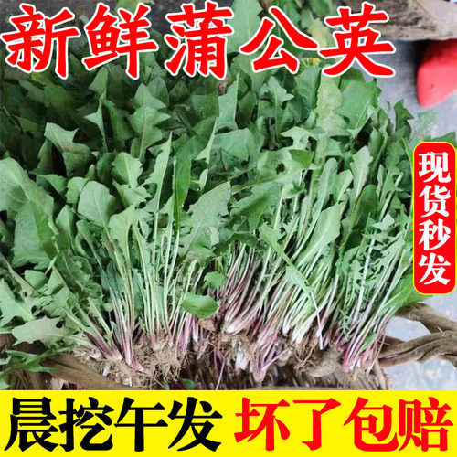蒲公英新鲜包邮现挖山野菜婆婆丁