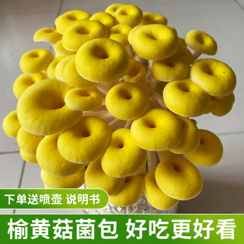 榆黄菇菌包蘑菇种植包菌菇食用菌