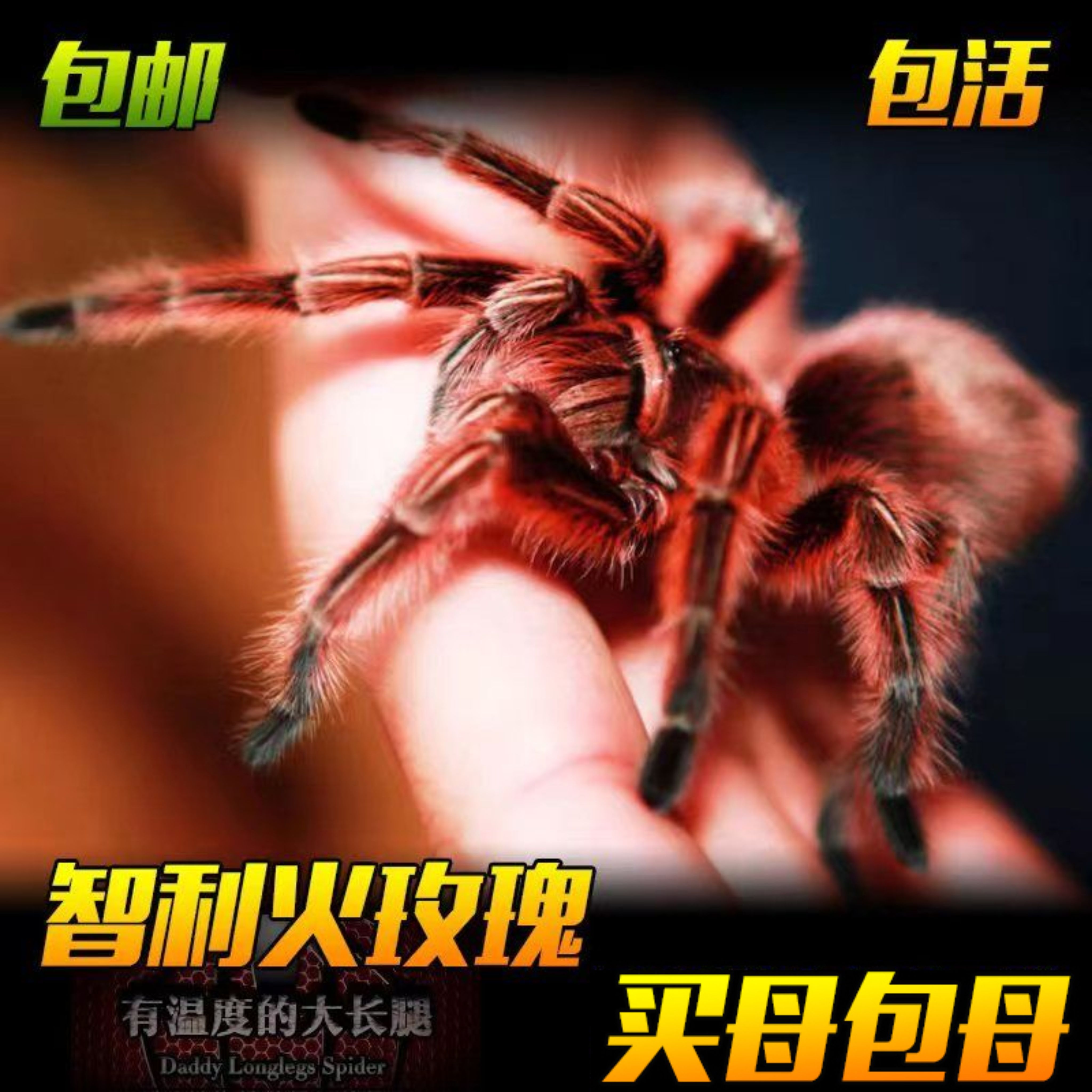純種火玫瑰蜘蛛溫順好養(yǎng)新人好上手智利紅背火玫瑰顏值高活體寵物