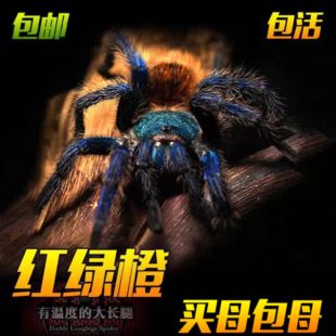 委内瑞拉红绿橙蜘蛛新手网红宠物好饲养颜色艳丽漂亮爬宠捕鸟蛛