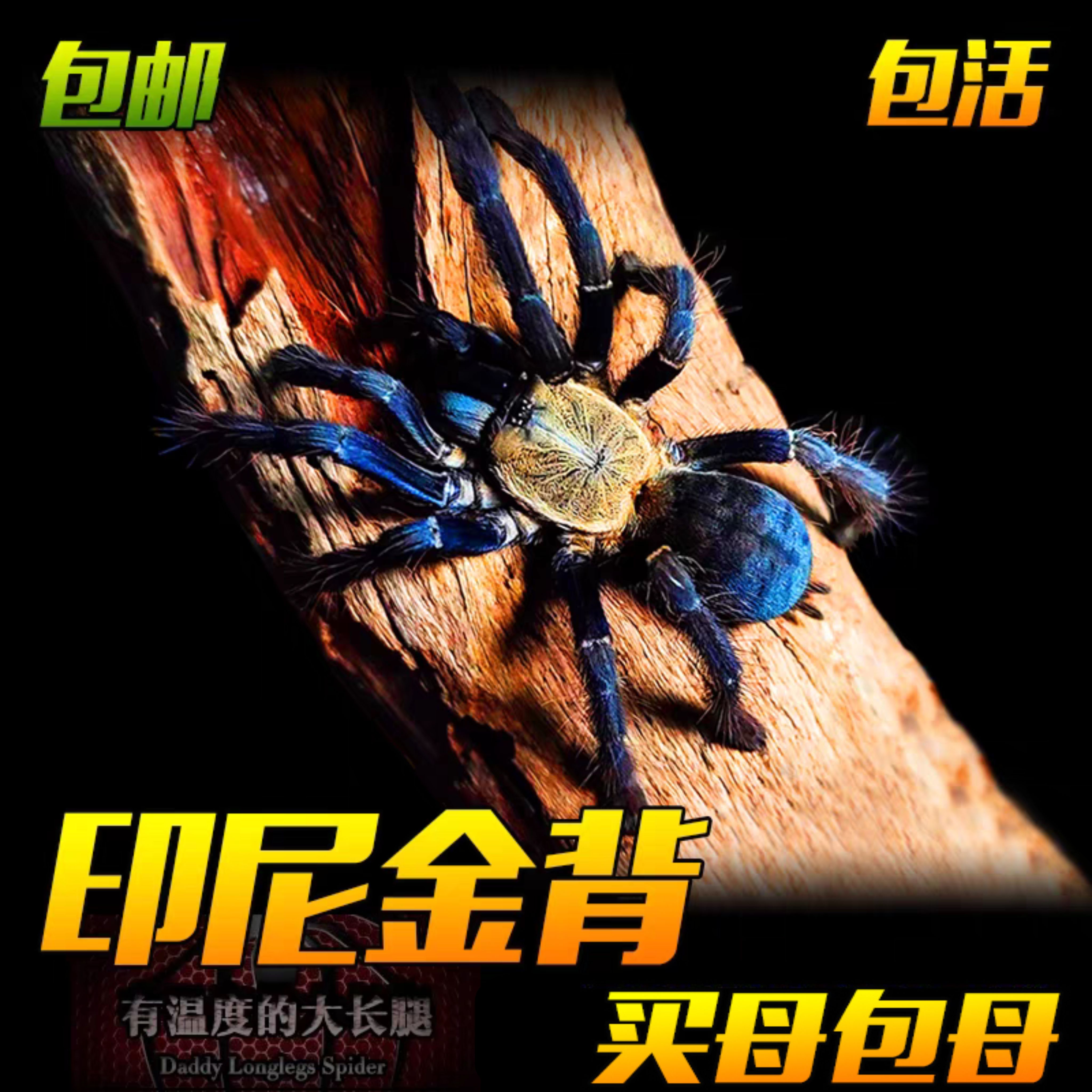 印尼金背地老虎蜘蛛树栖地老虎之王凶猛宠物活体金色背甲捕鸟蛛
