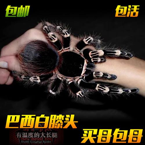 巴西白膝头蜘蛛足展可达20厘米大体型粗壮捕鸟蛛爬宠能吃长得快