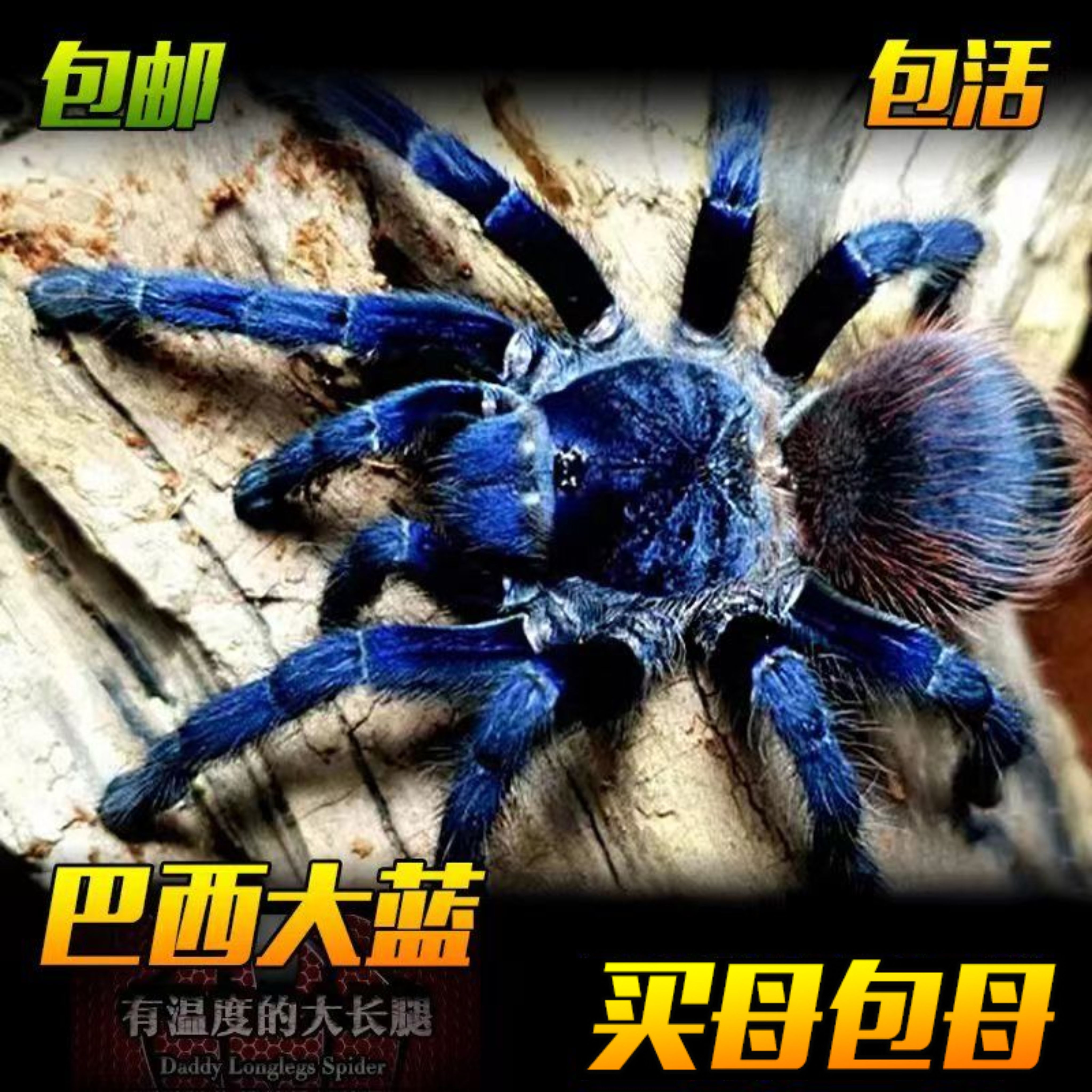 巴西大蓝蛛活体食鸟蛛宠物蜘蛛蓝色蜘蛛温顺漂亮好上手新手推荐