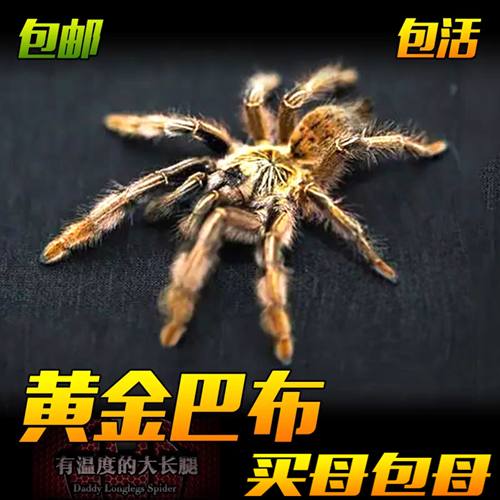 黄金巴布蜘蛛纳米比亚捕鸟蛛稀有高端巴布收藏级蜘蛛宠物爬宠