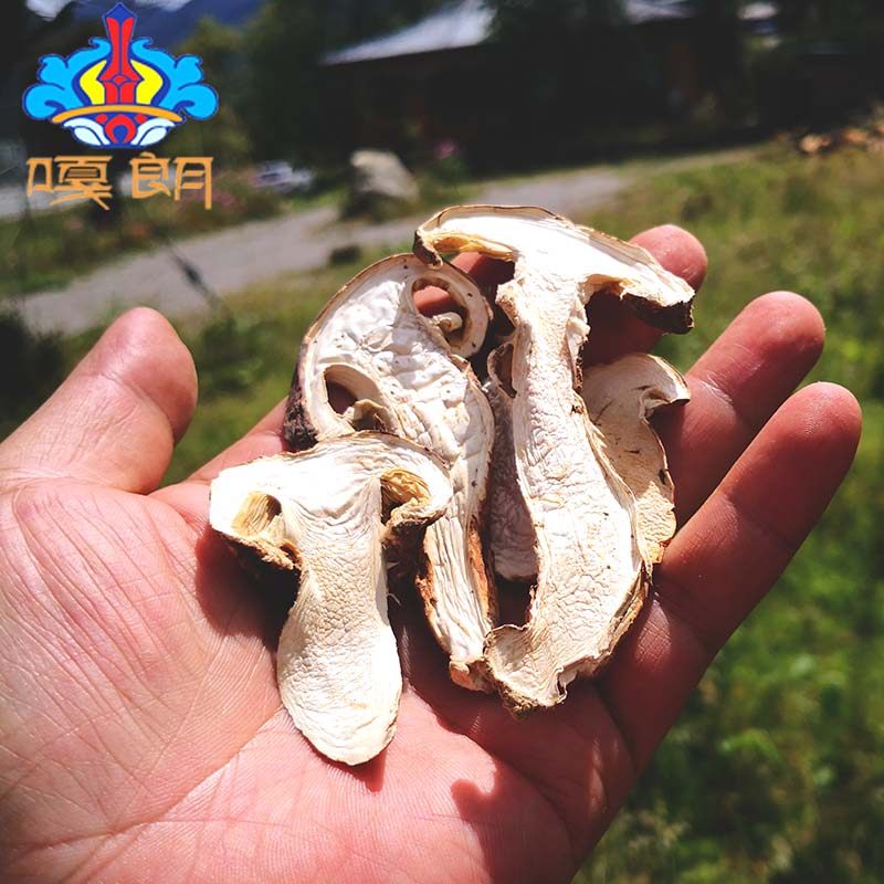 西藏特产干片林芝波密松茸