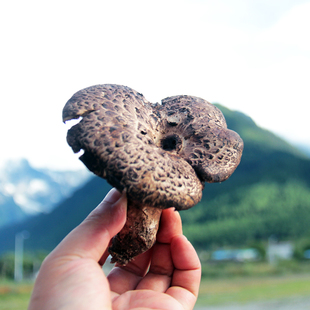 西藏林芝波密野生黑虎掌菌干货昌都芒康獐子菌食用菌500克包邮