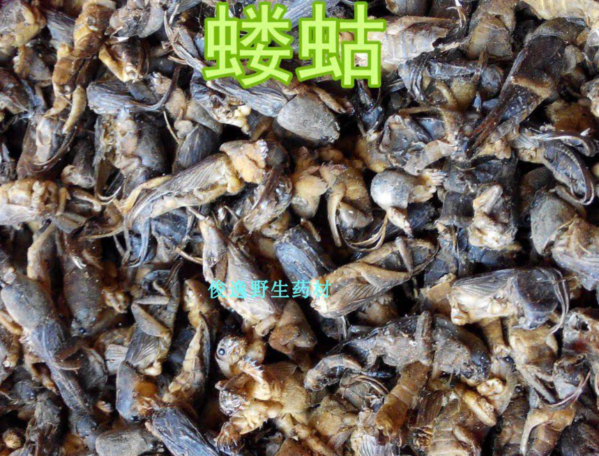 精选中药材蝼蛄 拉拉蛄 土狗子 泥狗 新货干净纯正