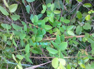 正品中药材铁包金 乌金藤 老鼠草 老鼠屎 光枝勾儿茶 干品500克