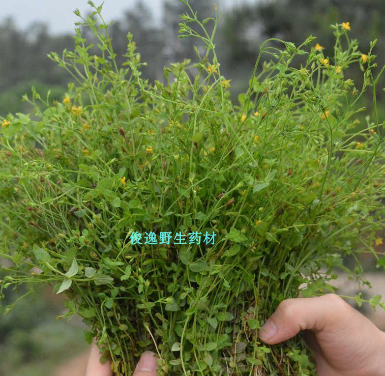 纯正中草药田基黄地耳草斑鸠窝跌水草七寸金雀舌草干品全草500克