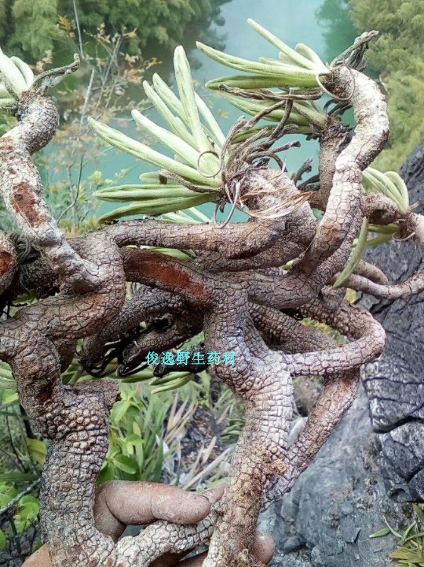 纯正中药材山麒麟 麒麟竭 跌打肿痛 干品货500克