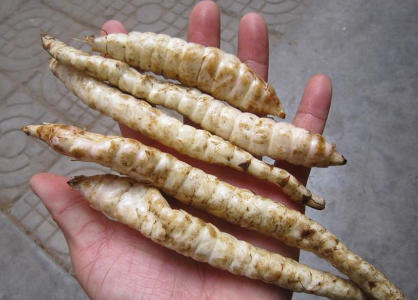 纯正中药材草石蚕 泽兰根 地蚕 土冬虫草 土虫草 白虫草干品货