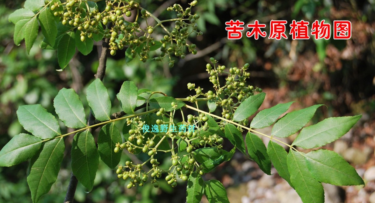 正品中药材苦木别名土樗子 苦皮树,苦胆木 干品500克