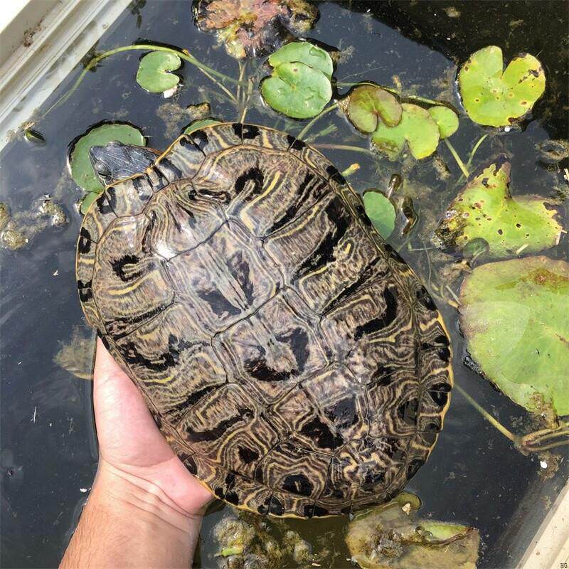 超大下蛋巴西龟一对情侣龟活物龟宠物龟长寿观赏龟绿色水龟红耳龟