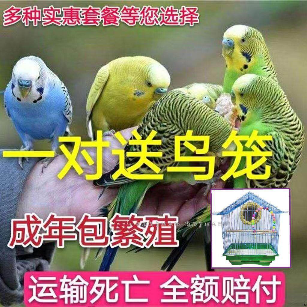 鹦鹉活鸟活物中小型鸟笼会说话鹦鹉活体幼鸟成年手养宠物虎皮鹦鹉