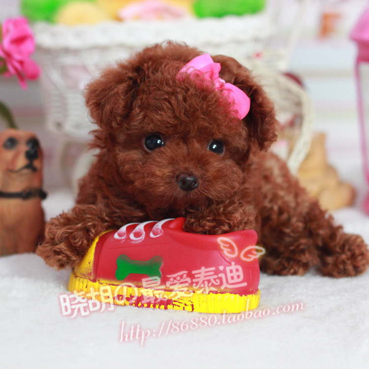 【小胡】泰迪犬纯种 微小型家养健康幼犬出售活体宠物红色小狗狗