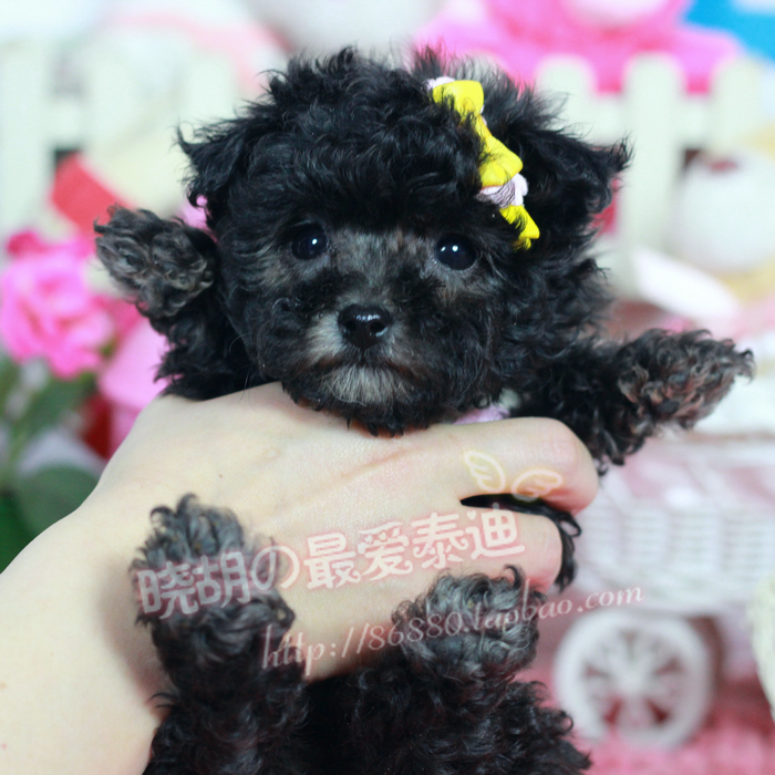 【晓胡】灰色泰迪犬 纯种 幼犬 微小型茶杯犬 灰色宠物狗狗f355