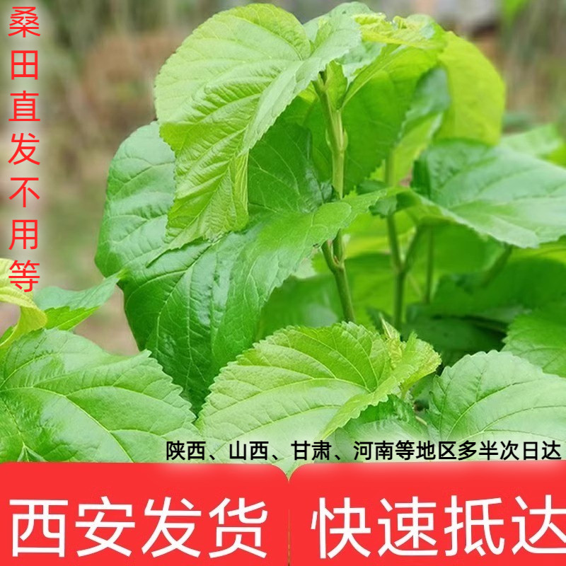 新鲜桑叶饲料学生养蚕宝宝套装蚕卵现摘嫩桑叶桑树叶大叶小蚕鲜嫩