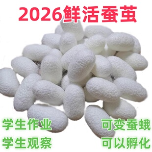 鲜活蚕蛹蚕茧可孵化带活蛹活体可变蛾蚕蛾三年级科学课蚕茧活蛹