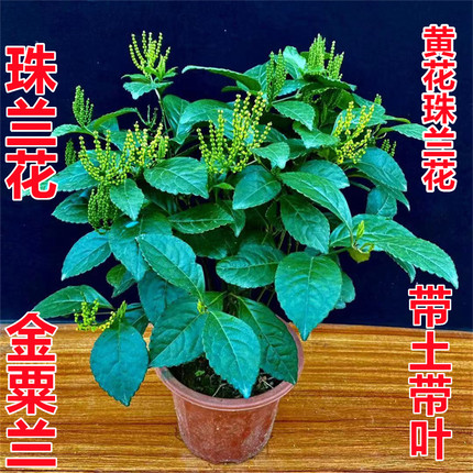 黄色珠兰阳台盆栽金粟兰花鸡爪兰珍珠兰鱼子兰四季常绿耐阴珠兰花