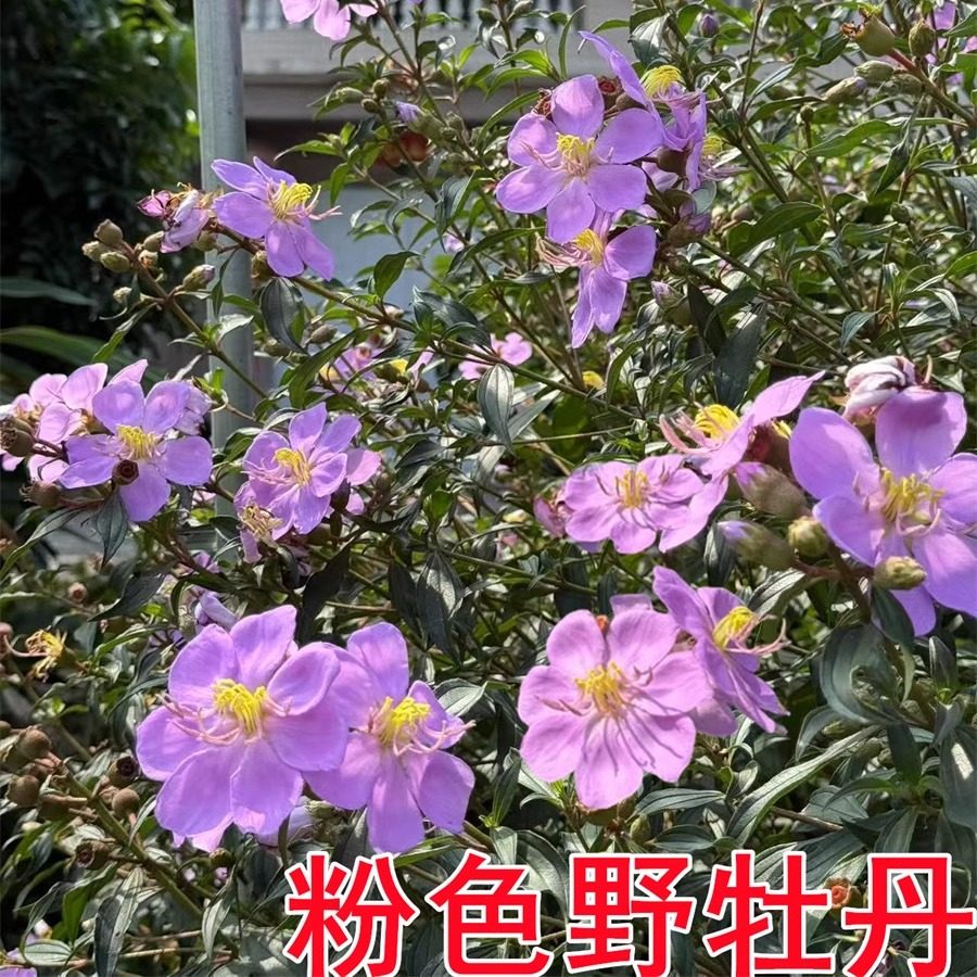 粉色巴西野牡丹花阳台庭院盆栽紫牡丹花苗四季花卉野牡丹花毛捻花