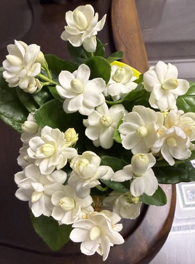 尖叶宝珠茉莉花阳台盆栽尖宝茉莉