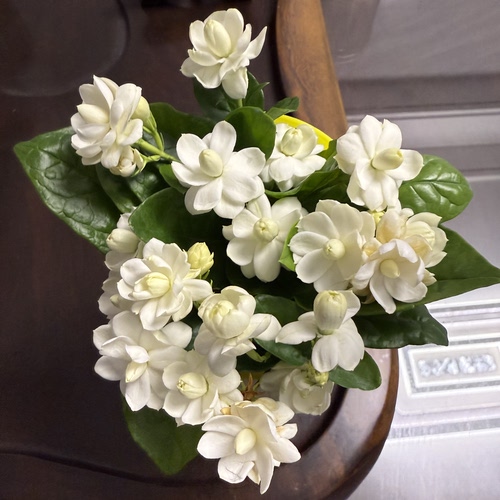 尖叶宝珠茉莉花阳台盆栽尖宝茉莉