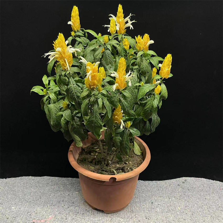 四季花卉阳台盆栽黄虾花 黄金塔花 金苞花 黄色皇后金苞虾衣花
