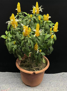 四季花卉阳台盆栽黄虾花 黄金塔花 金苞花 黄色皇后金苞虾衣花