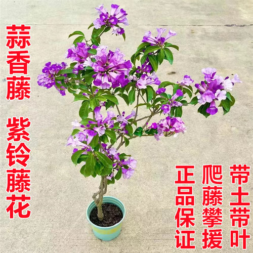 蒜香藤紫铃藤阳台庭院盆栽攀援蒜香藤花苗嘛当年开花耐热爬藤绿植
