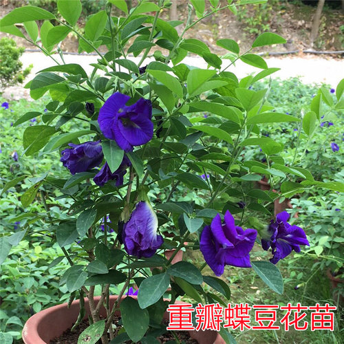 食用天然染色阳台蝶豆花当年开花