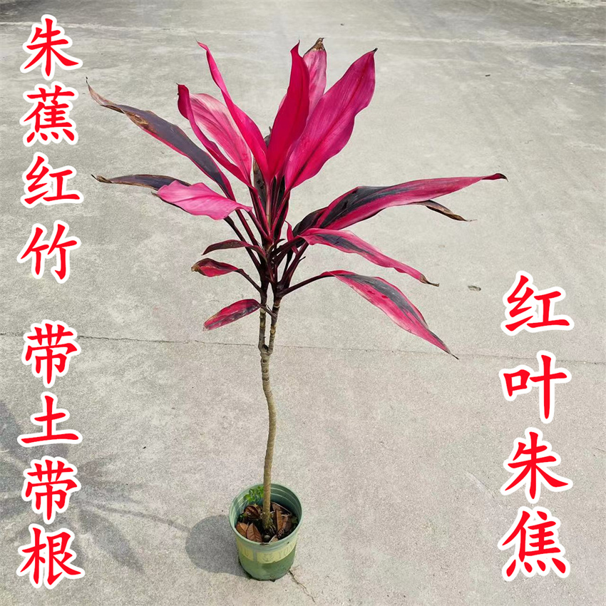 阳台室内四季观叶绿植红叶朱蕉苗 红叶铁树 盆栽朱焦红竹叶色鲜艳