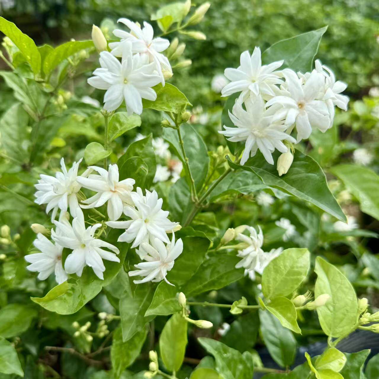 重瓣笔尖茉莉花 阳台庭院盆栽笔尖茉莉花苗 浓香笔尖茉莉勤花期长