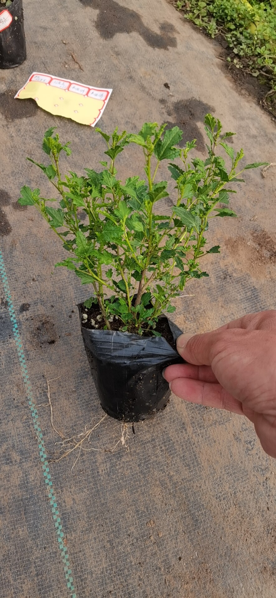 小木槿花苗盆栽四季开花树形棒棒糖阳台庭院好养花卉开花不断
