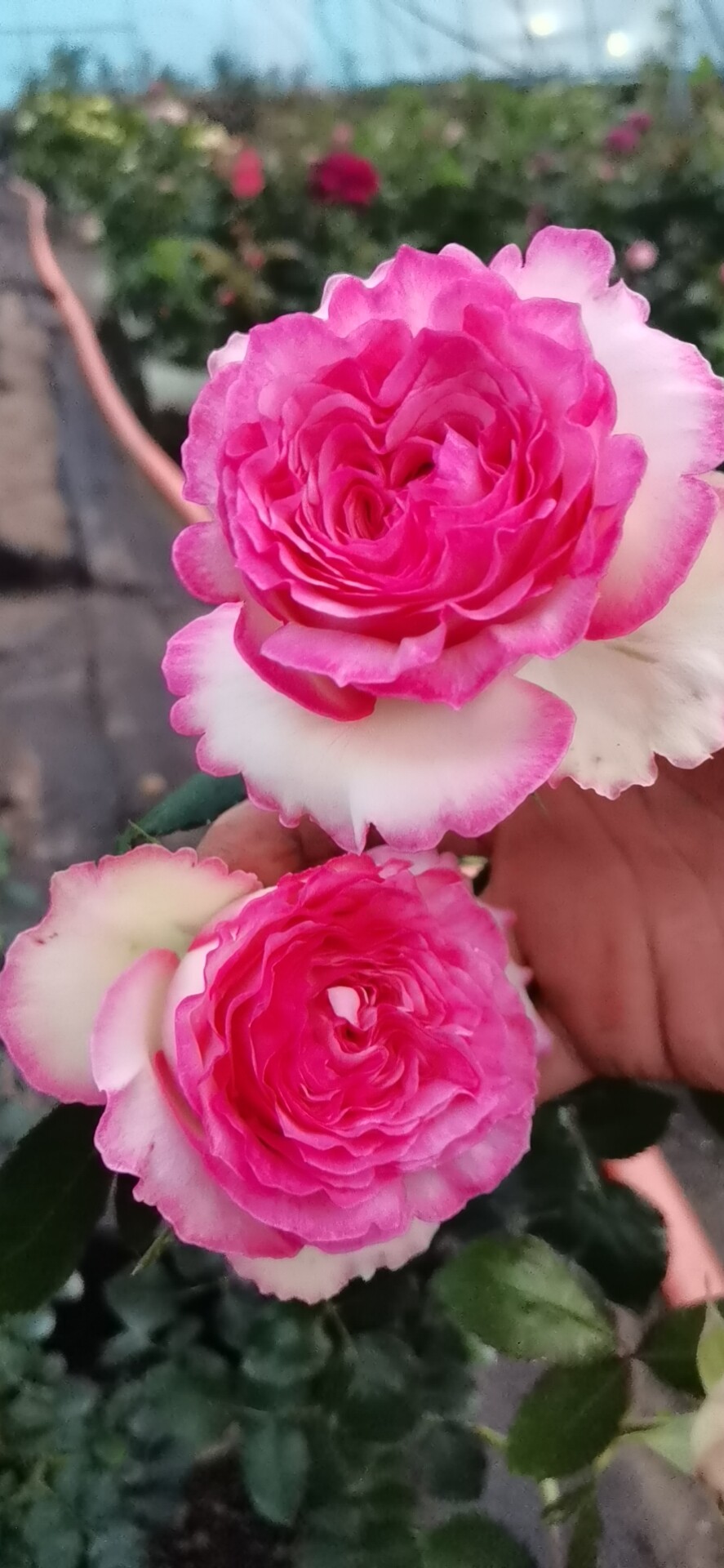 粉色龙沙宝石大花藤本月季花苗盆栽玫瑰粉龙庭院阳台爬藤多花蔷薇
