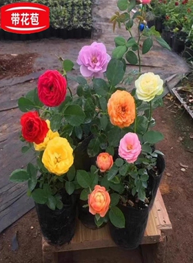 玫瑰花苗花卉果汁阳台盆栽带花苞室内外四季观花植物大花月季蔷薇