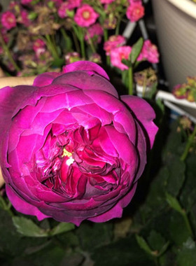 秋日胭脂Autumn Rouge 古典紫色系日本强香月季扦插花苗