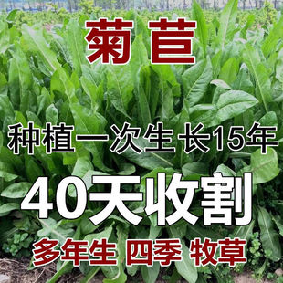 菊苣种籽 牧草种子 多年生四季养殖 鸡鸭鹅兔猪牛羊吃的饲料草籽