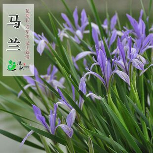 马莲种子马兰花种子宿根多年生水生花卉耐盐碱地耐贫瘠马蔺花种籽