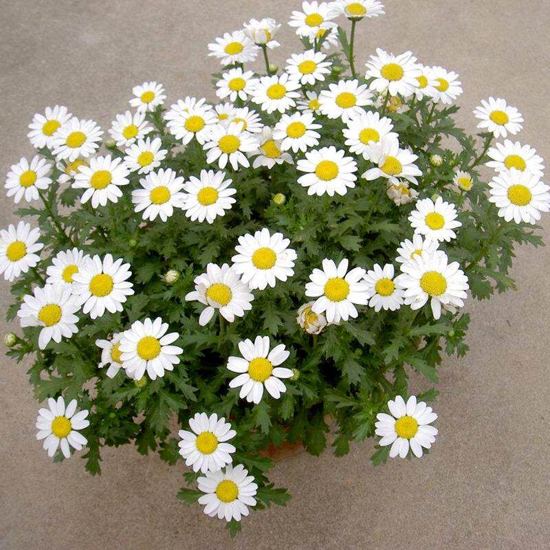 白晶菊花种子花籽多年生耐寒花卉道路园林景观盆栽小白菊四季易种