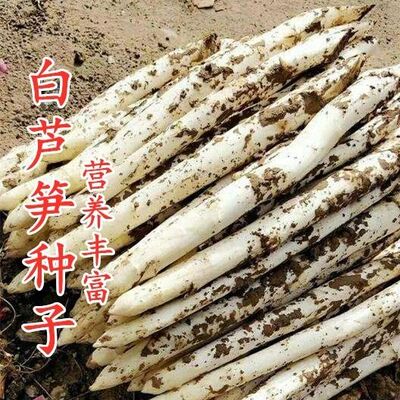 四季播擎天柱白芦笋种子多年生庭院龙须菜籽石刁柏蔬菜王营养丰富