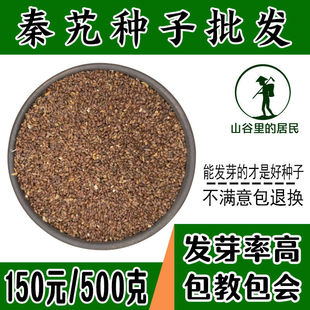 秦艽种子实体店专业销售中药材秦艽种子新籽 秦玖秦九种子亩用2斤